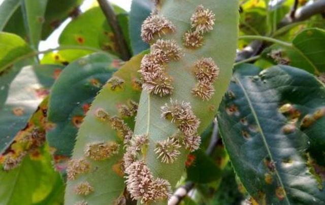 梨树叶片上出现"羊胡子",这是果树锈病,如何来防治_腾讯新闻