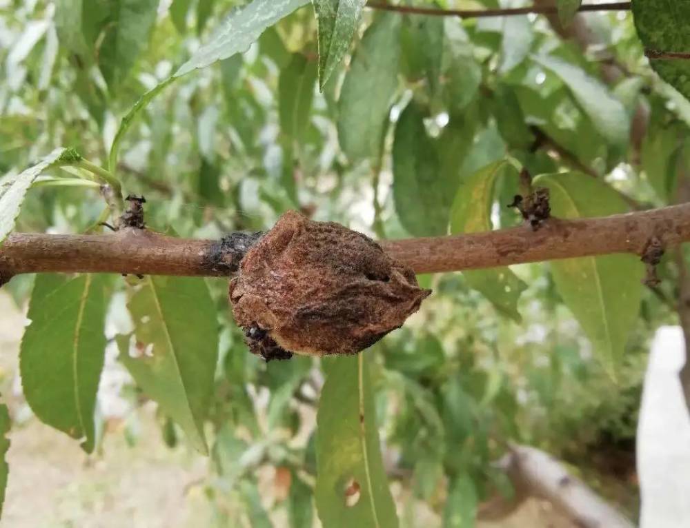 桃树褐腐病桃农种植高品质果子拦路虎如何来预防效果好