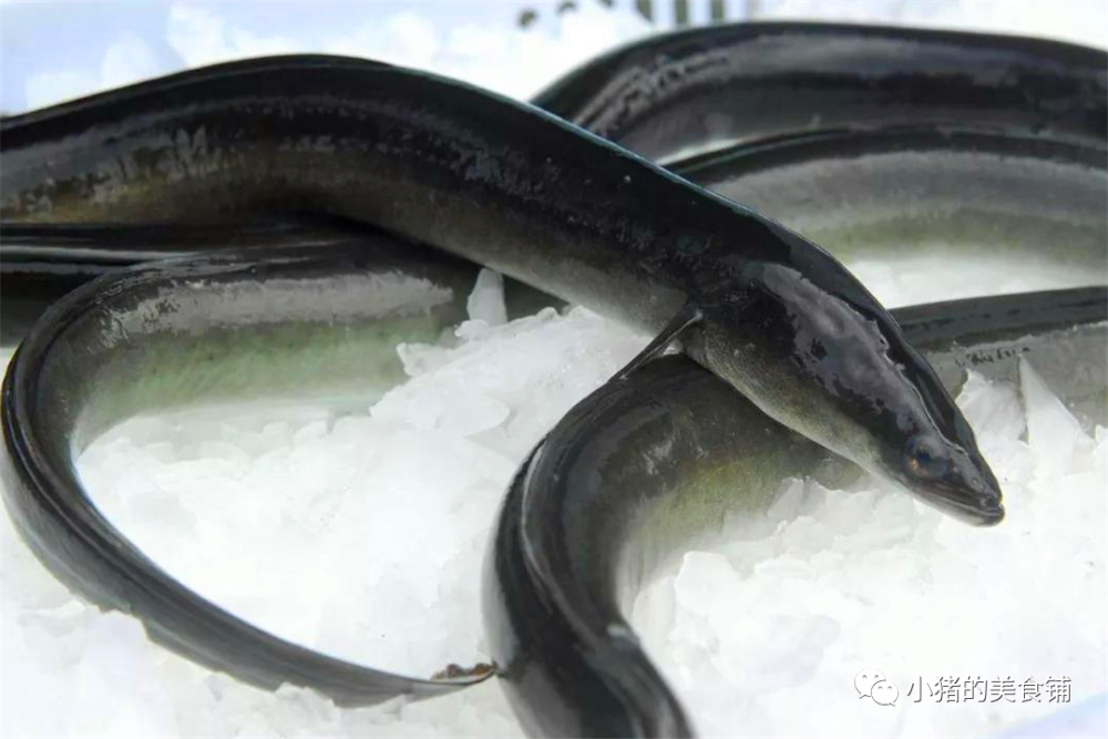 虽然提到白鳝很多人不够熟悉,但其实这道菜还会被称为"鳗鱼".