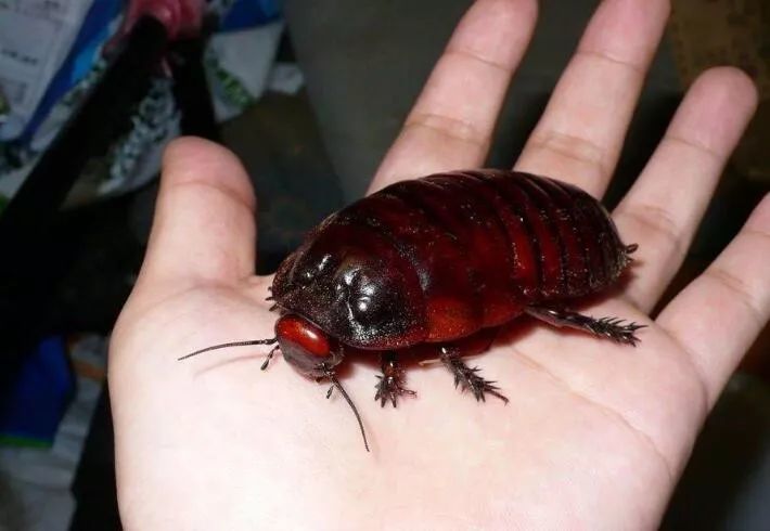 蠊科挖掘机macropanesthiarhinoceros