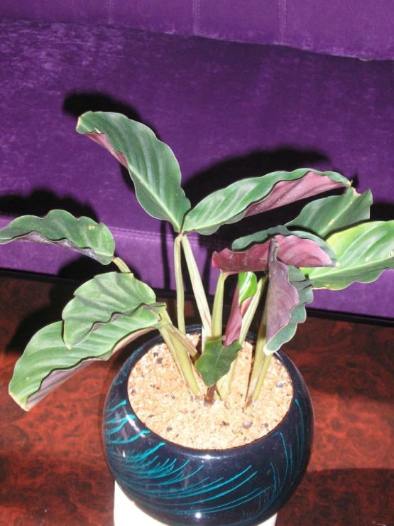 特容易开花的黄苞竹芋能开火焰般的花养树荫下都没问题