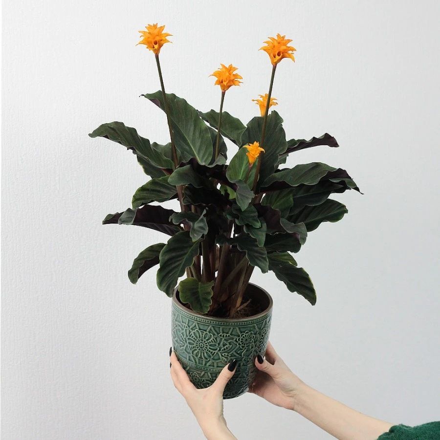 特容易开花的黄苞竹芋能开火焰般的花养树荫下都没问题