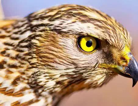心理学:哪一只老鹰的眼睛最锐利,测你未来老公类型!