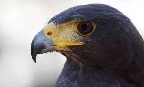 塔罗占卜哪一只老鹰的眼睛最锐利测你未来老公类型