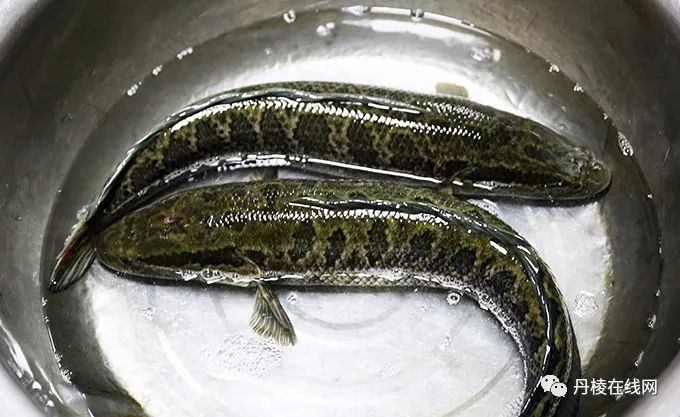 神龙本草记载:乌鱼,又名黑鱼,俗名乌棒鱼.