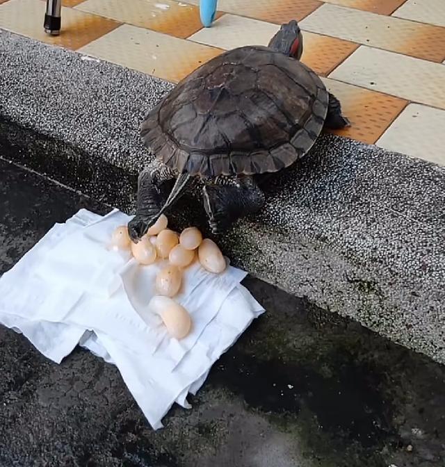 乌龟在家里下蛋了主人拿锅煎来吃几分钟后却表示下不去口