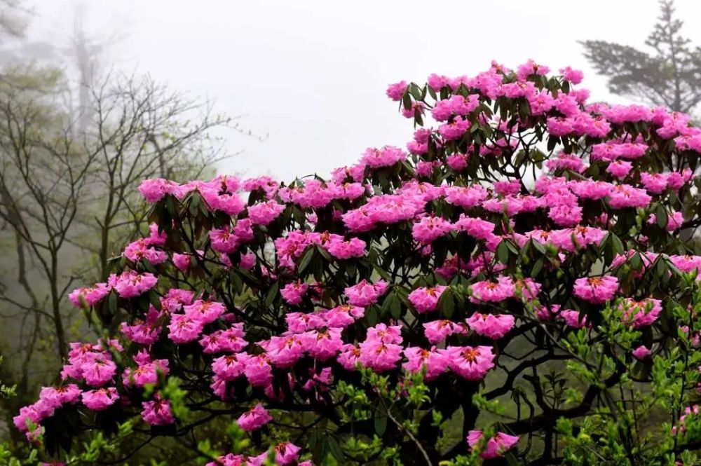 犍为大兴乡栀子花海栀子花因其独特的芳