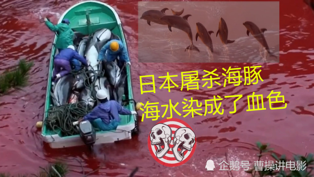 6分的《海豚湾》你看过吗?日本人残忍屠杀海豚,真气人!_腾讯新闻