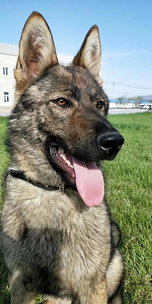 我叫煎饼,是一只德国牧羊犬,主攻方向追踪,防暴.