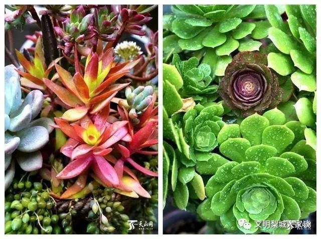 腾讯内容开放平台