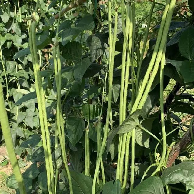 耐高温,豆角长达1米!赶紧种起来