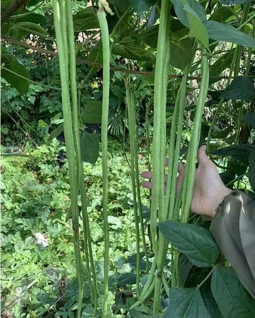 其次,一统豇山的豆角品质也很出色,豆角颜色翠绿,高温下不变色,不发白