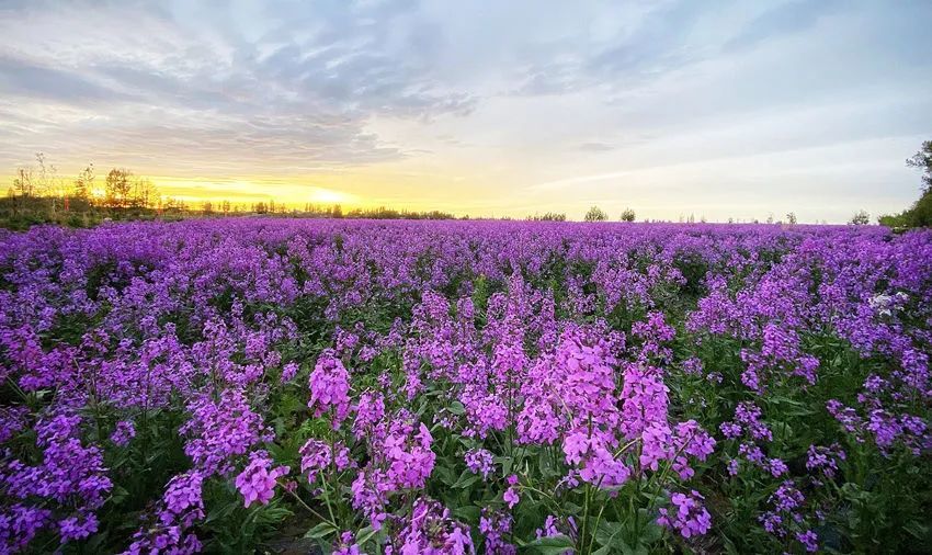 乌鲁木齐南山千亩花田美如画 你去打卡了吗?