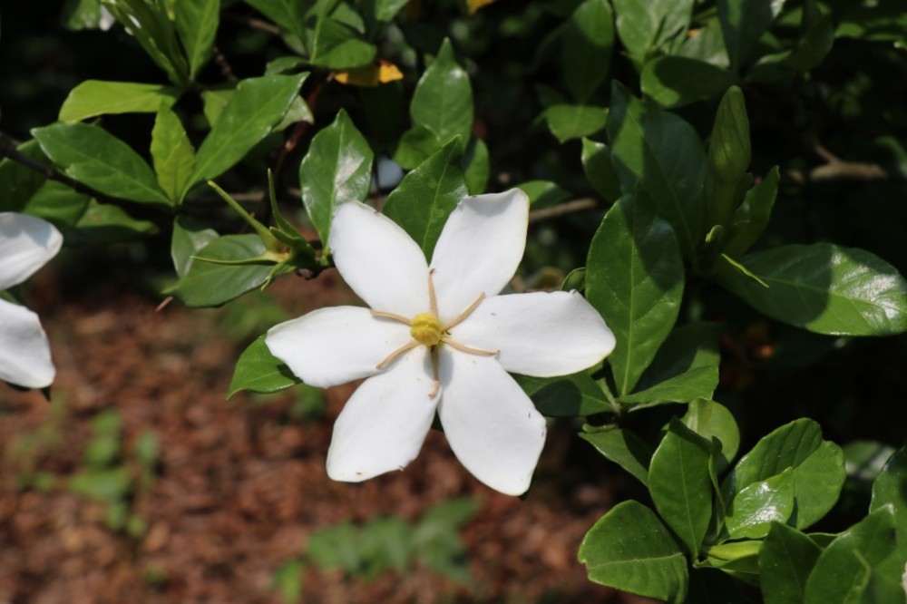 千亩山栀花开浓香扑鼻