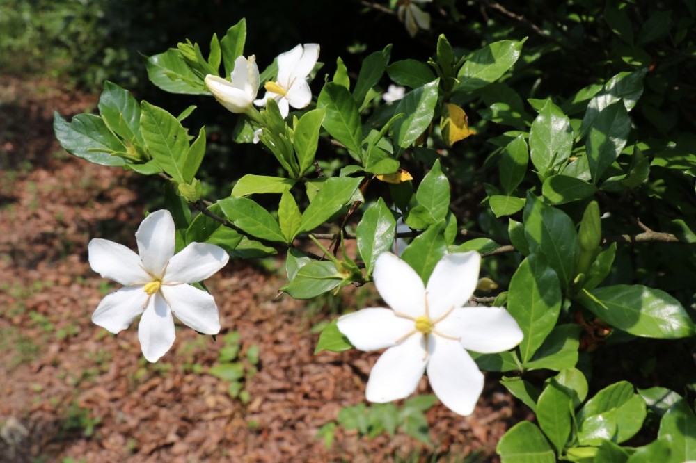 千亩山栀花开浓香扑鼻