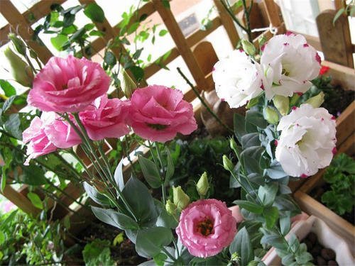 3种漂亮草花 颜值不输牡丹玫瑰 好养护花期长 是盆栽佳品 盆栽 牡丹 花卉 洋桔梗 花毛茛 丽格海棠