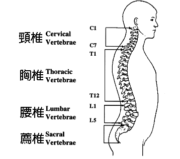 脊柱旁线的位置图片图片