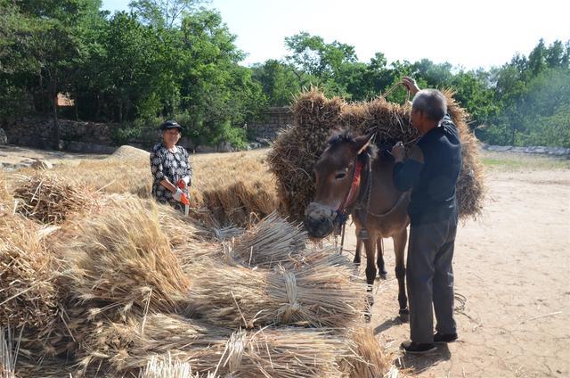 河南68岁农村老人的麦收人工割骡子驮不种粮食心里不踏实