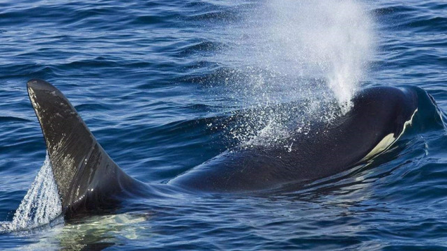 鲸鱼为何喜欢在水面喷射水柱这是在玩乐还是为了生存