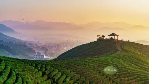 茶山遊步道的靜謐山色,光明寺水庫的旖旎風光……龍塢的茶農種植的