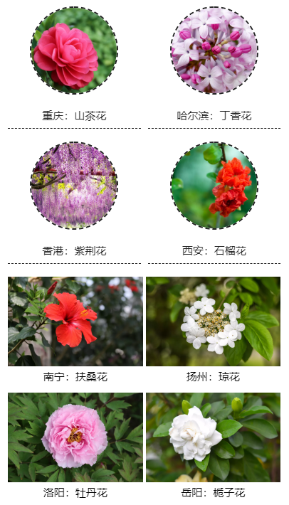 全国56市市花太美了赶紧看看你家乡城市的市花