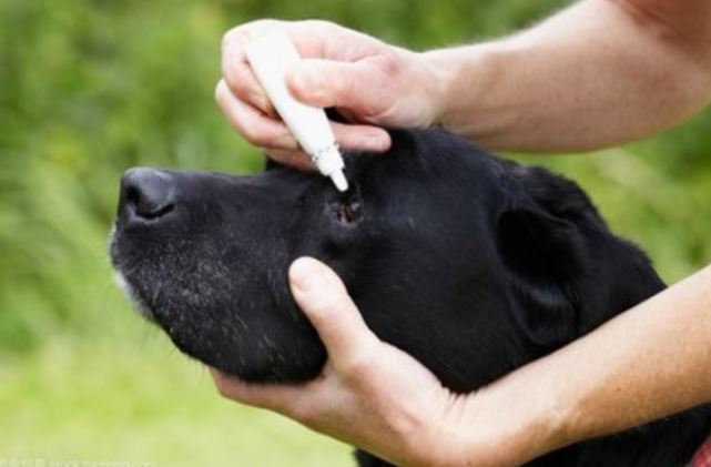 三,警惕犬瘟或細小病毒感染了犬瘟或是細小病毒的狗狗也很可能出現