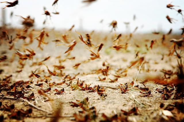 蝗虫卷土重来令人措手不及,近30年来最狠一次