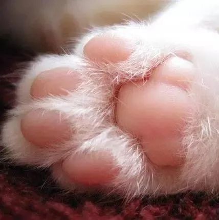 关于猫爪爪的8个冷知识,看你知道多少?