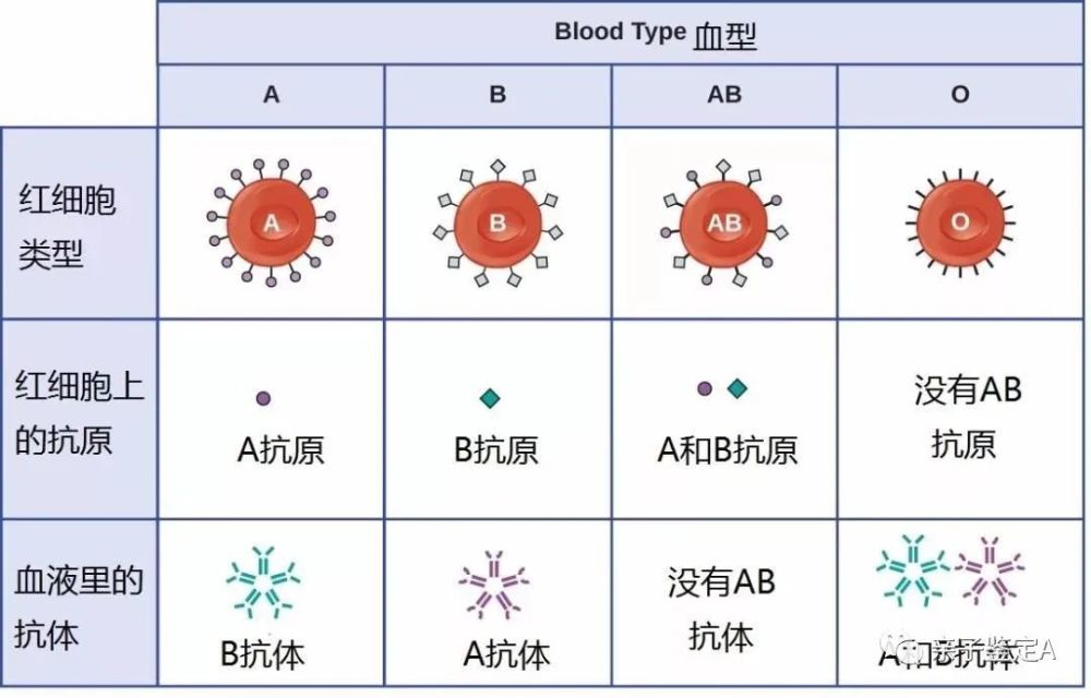 血型溶血性对照表图片