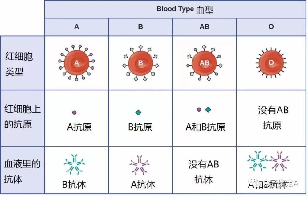 血型对照表 腾讯网
