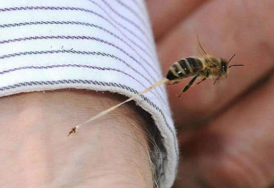 蜜蜂蜇人就会死,这种蜂的毒针却能反复用,至今已毒死上千人