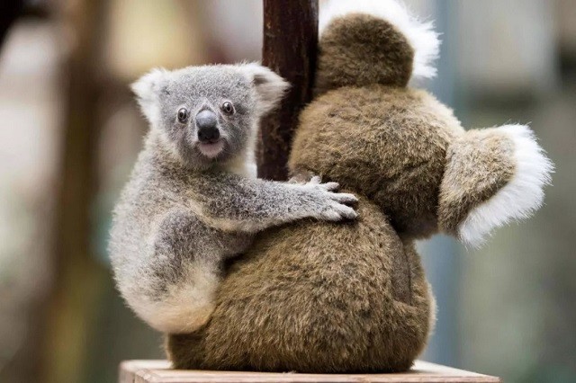 日本国歌很短只有28个字但译成中文后才知他们的野心有多大