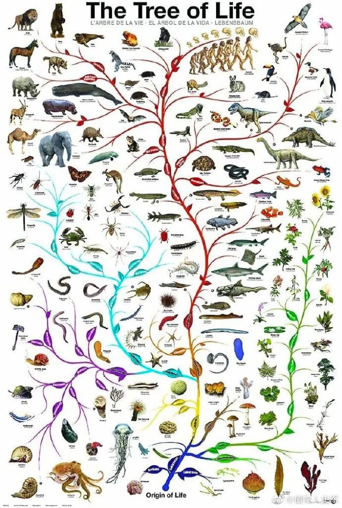 生物进化论的背景图片