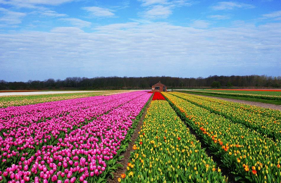 荷兰人口还不及我国一个省 但却能凭农业喂饱世界 靠的是啥 腾讯新闻