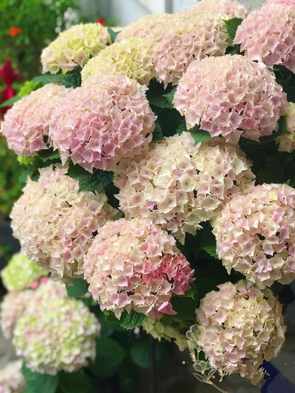 此款盆栽绣球花,美不输无尽夏,花朵超大,花期也长,阳台也能养