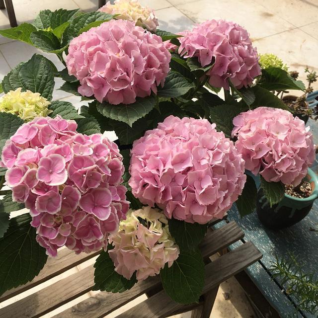 原色就很漂亮粉色是绣球花的原色,想要得到蓝色花,必须使土壤呈弱酸性