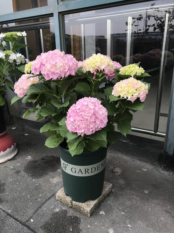 此款盆栽绣球花,美不输无尽夏,花朵超大,花期也长,阳台也能养