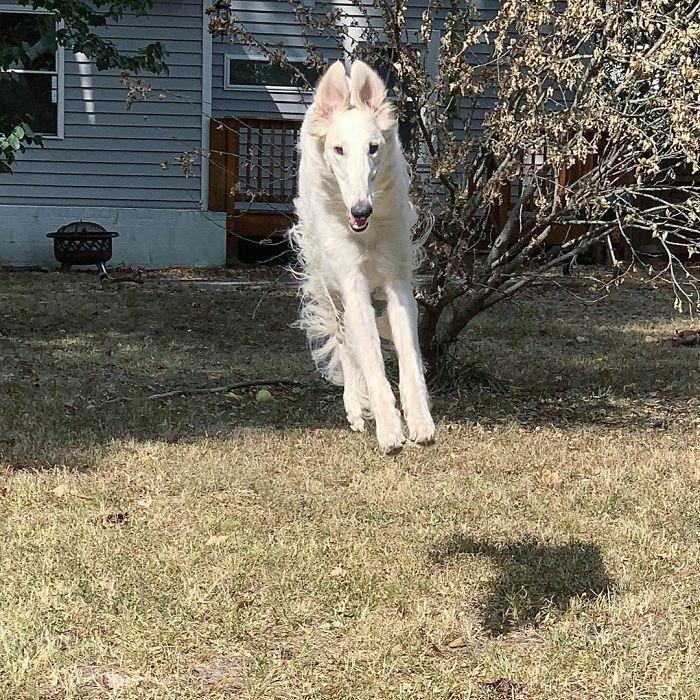 世界最长的狗鼻子长啥样?美国这条名犬埃里斯可以做个参考