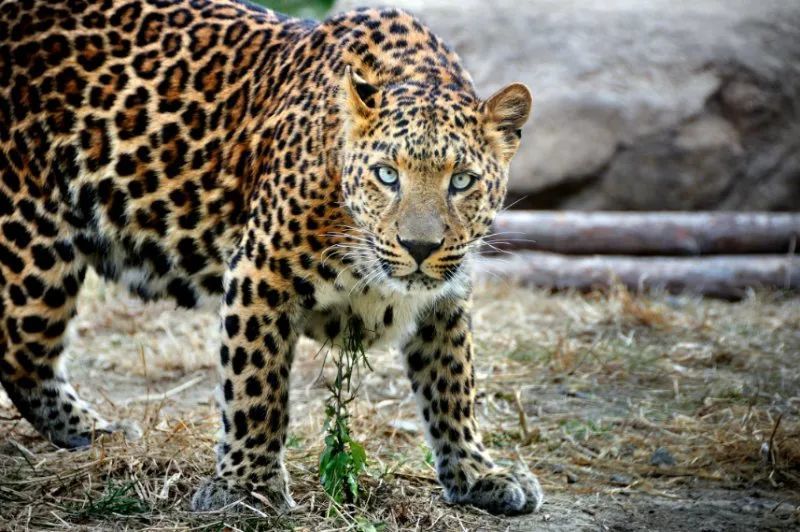 在中国,人们更习惯称之为"金钱豹",因为豹的身上布满圆环形状的花纹