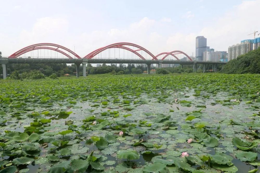 洪湖公園百畝荷花盛開,趕緊去打卡_騰訊新聞