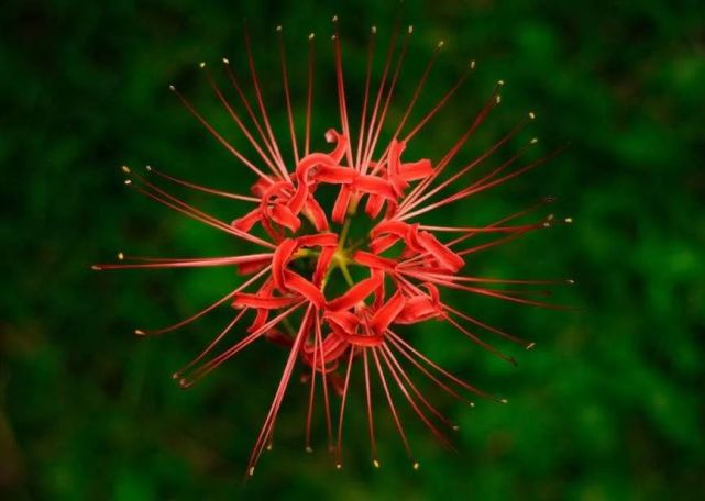 传说中 花叶不相见 的彼岸花 用3个摄影技巧拍好它 彼岸花 叶子