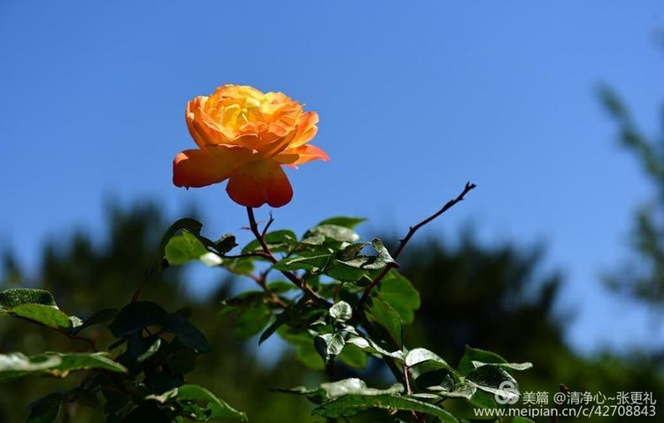 清淨心～張更禮老師拍攝唐山市花——月季