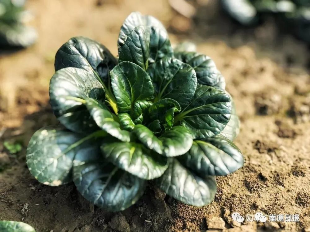 南通这道名菜,这次上了"雪龙2"号!去北极!