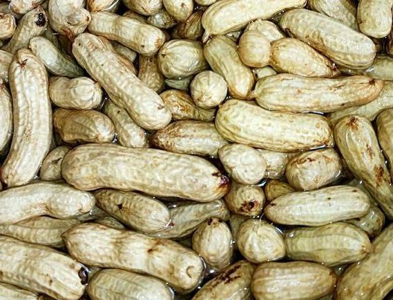 吃剩的坚果壳如何处理好?3步简单操作,废物,垃圾变成养花宝