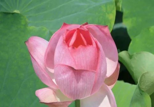 荷花|炎炎夏日，那些诗词与荷花