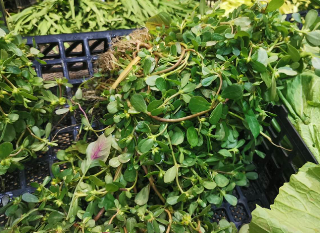 俗称"晒不死",是田间一种杂草,3.5元1斤很抢手,夏季吃正当季