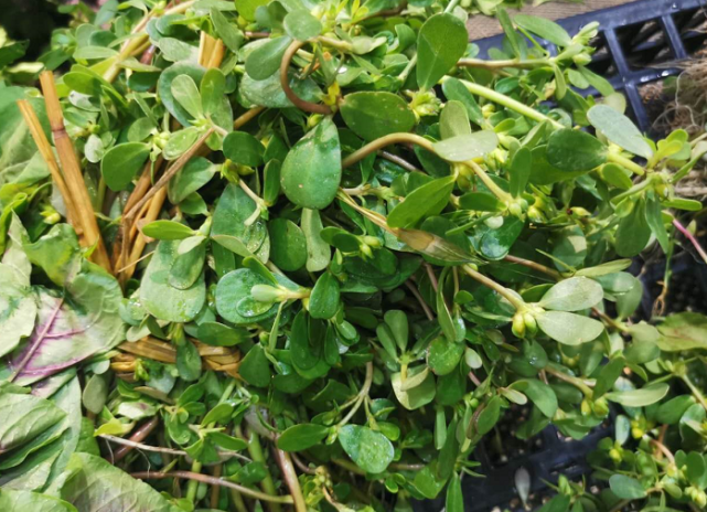 俗称"晒不死",是田间一种杂草,3.5元1斤很抢手,夏季吃正当季