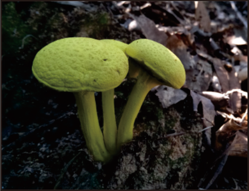 02黑粉孢牛肝菌夏秋季于林中地上单生或群生,报道含有幻觉性毒素.