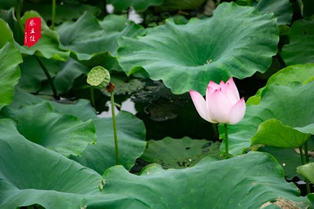 乡村印象美丽银湖荷花盛开