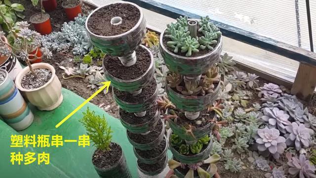 攒了1个月的塑料瓶,瓶口朝下一个扣一个,用来扦插多肉,生根快
